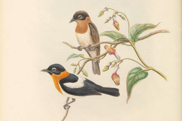 Lord Howe Gerygone