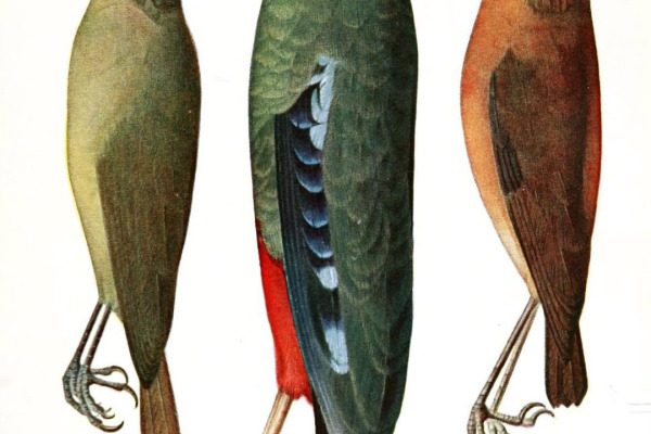 Lorenz's Greenbul