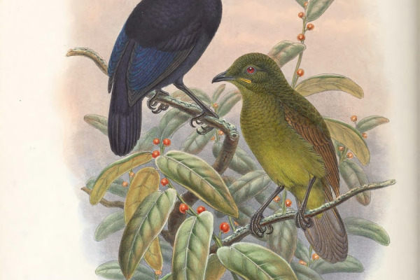 Loria's Bird-of-Paradise