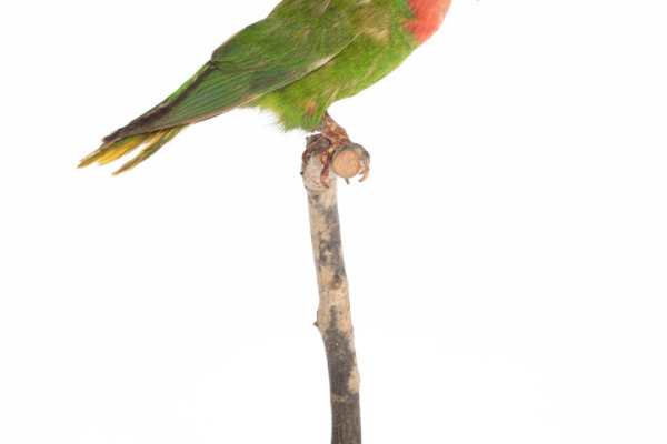 Lorikeet