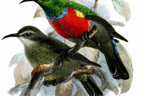 Louisiana Sunbird