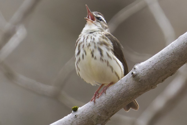 Louisiana Waterthrush