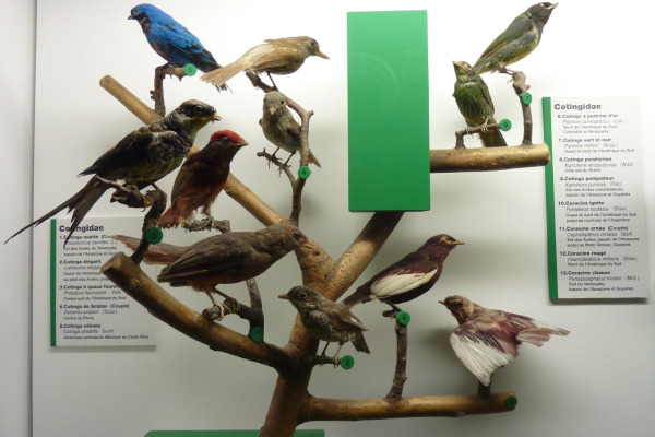 Lovely Cotinga