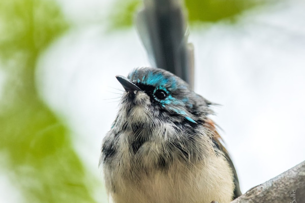 Lovely Fairywren