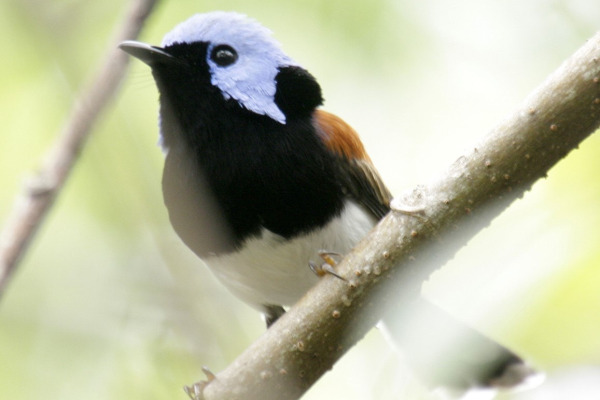 Lovely Fairywren