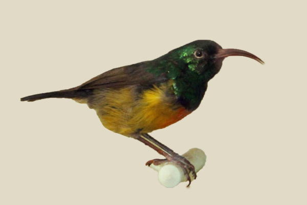 Loveridge's Sunbird