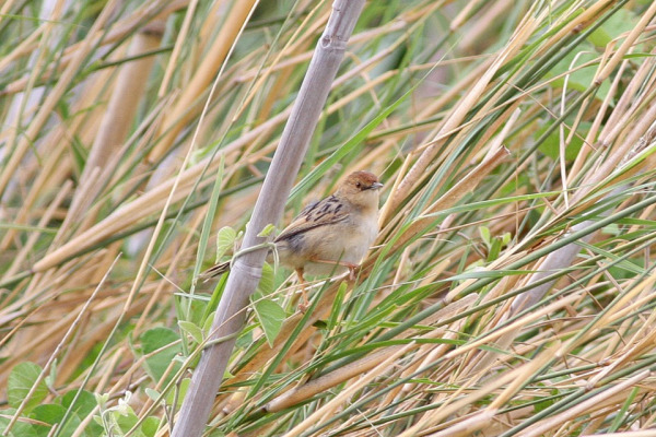 Luapula Cisticola