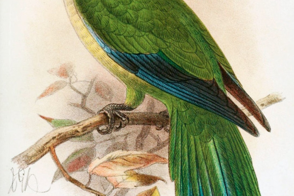 Luchs's parakeet