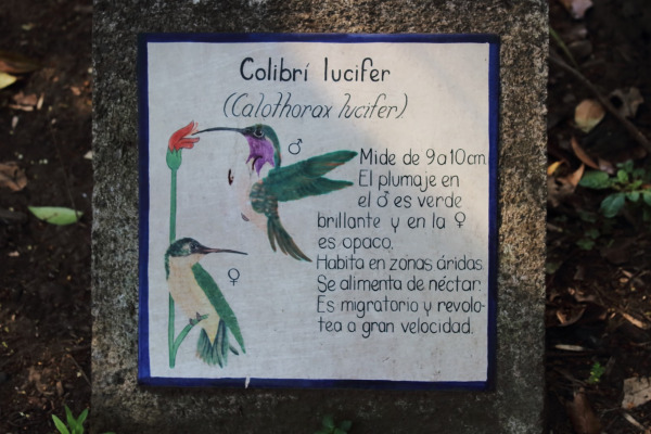 Lucifer Hummingbird