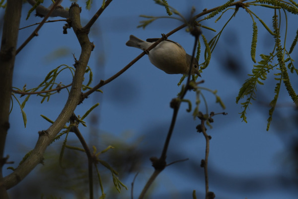 Lucy's Warbler