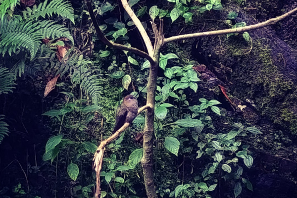 Ludovico's hummingbird