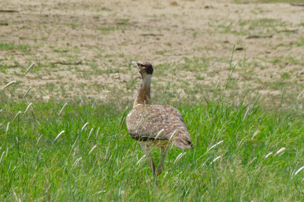Ludwig's Bustard