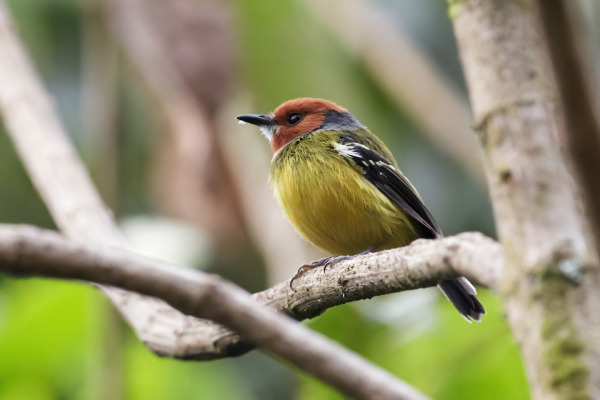 Lulu's Tody-Tyrant