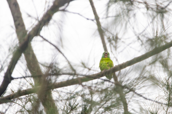 Lunulated Parrot