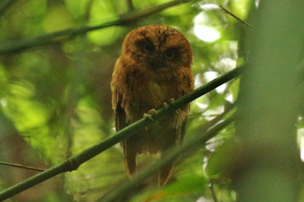 Luzon Scops Owl