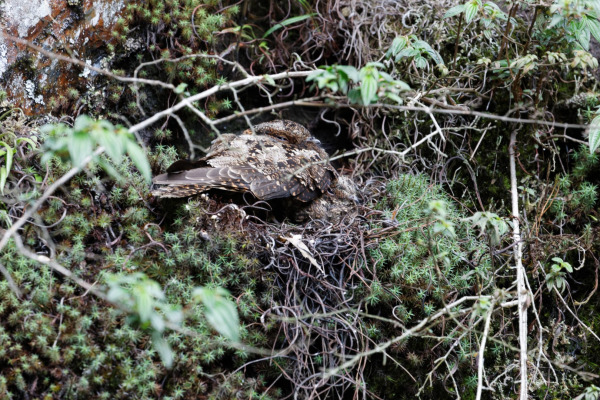 Lyre-tailed Nightjar