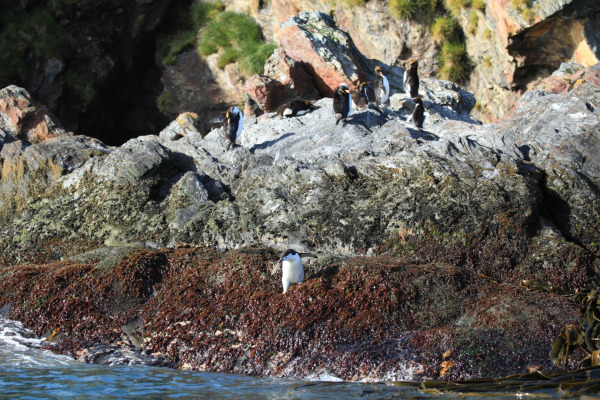 Macaroni Penguin