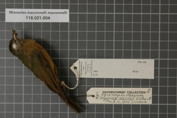 MacConnell's Flycatcher