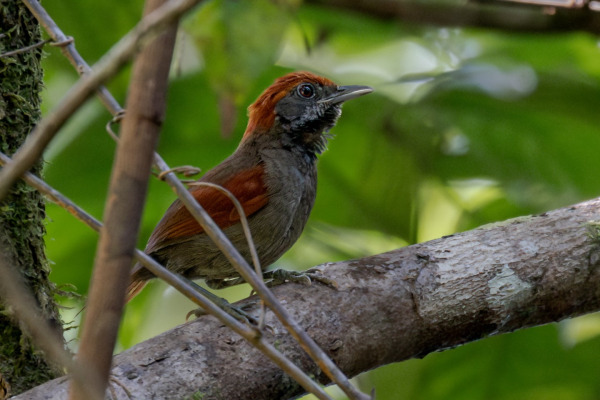 MacConnell's spinetail