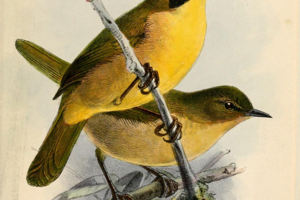 MacGillivray's Warbler