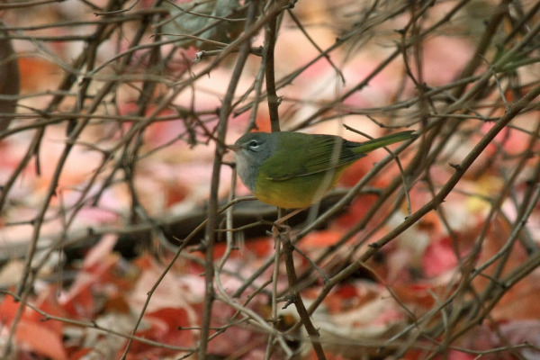 MacGillivray's Warbler