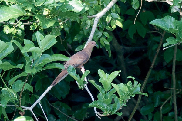 Mackinlay's Cuckoo-Dove