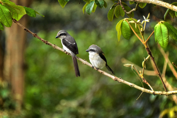 Mackinnon's shrike