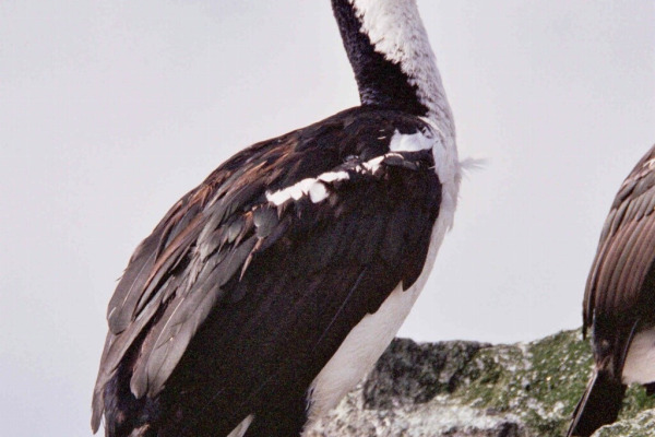 Macquarie Shag