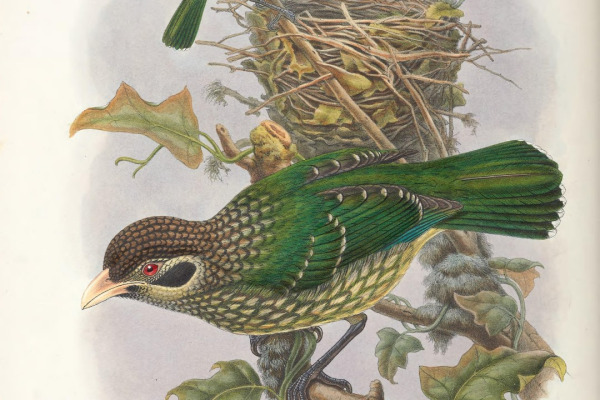 Maculated Catbird