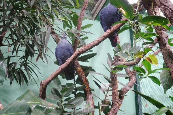 Madagascan Blue Pigeon