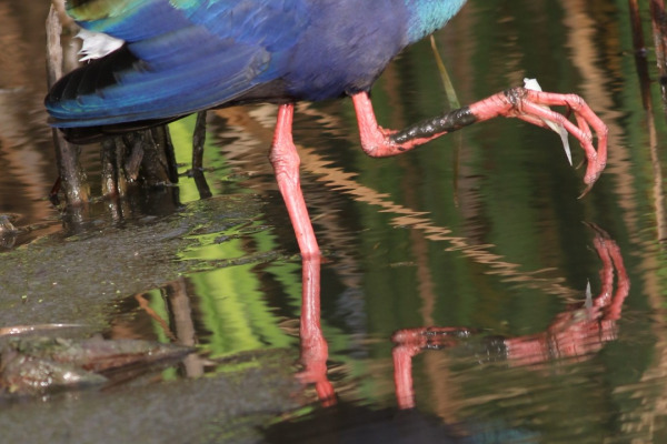 Madagascan Purple Swamphen