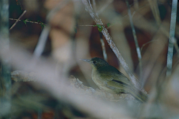 Madagascar Bernieria