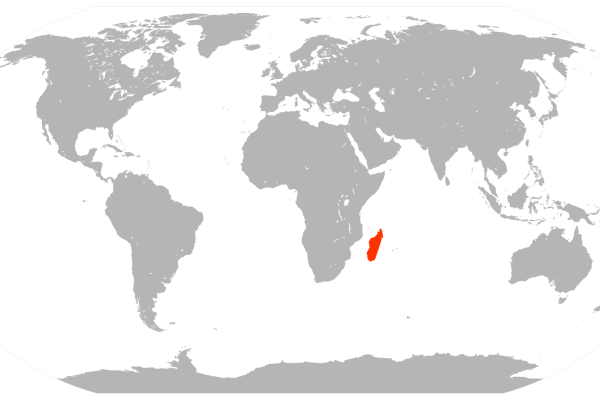 Madagascar Buzzard
