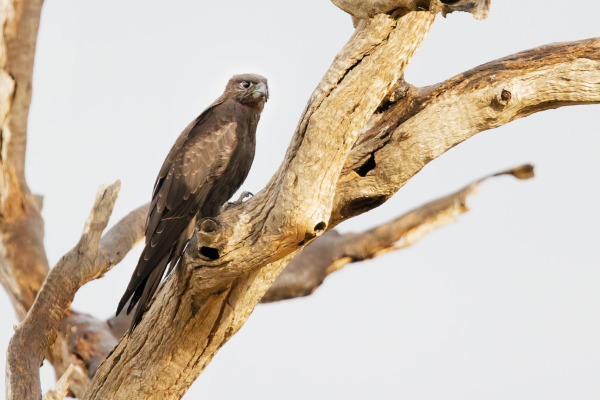 Madagascar Hobby