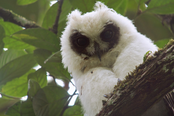 Madagascar Long-eared Owl