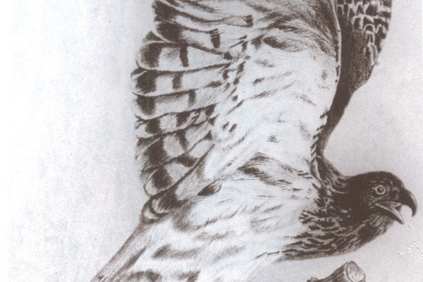 Madagascar Marsh Harrier