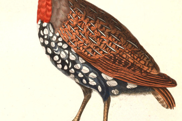 Madagascar Partridge