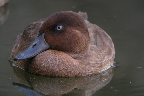 Madagascar pochard