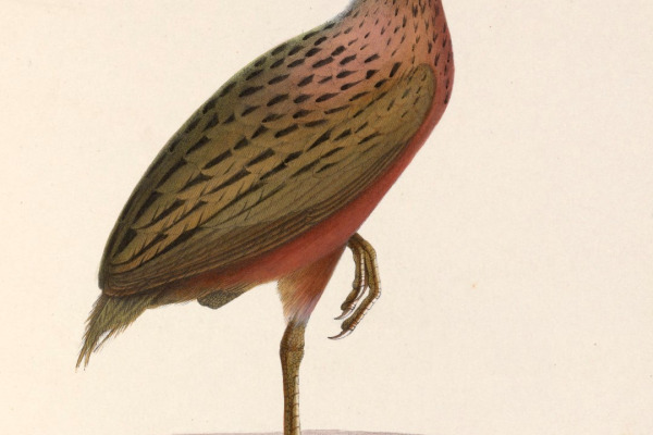 Madagascar Rail