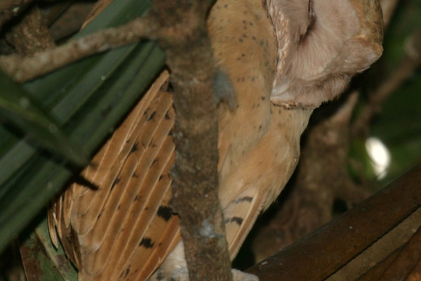 Madagascar Red Owl