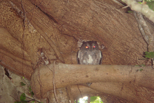 Madagascar Scops Owl