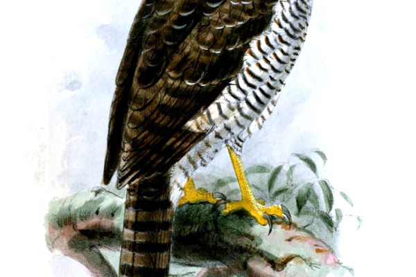 Madagascar Serpent Eagle