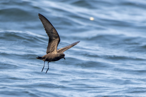 Madeiran Storm Petrel