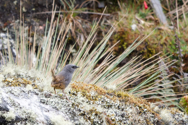 Magdalena Tapaculo