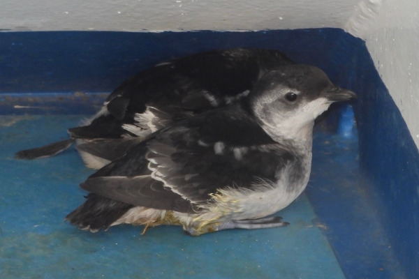 Magellanic Diving-Petrel
