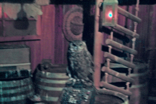 Magellanic Horned Owl