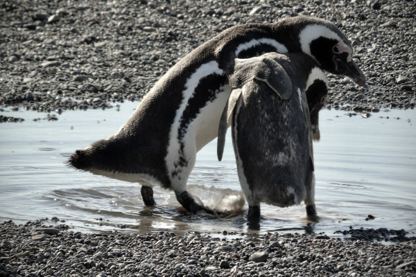 Magellanic Penguin
