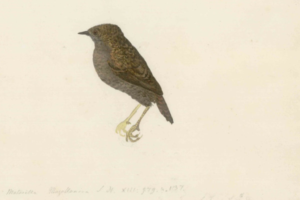 Magellanic Tapaculo
