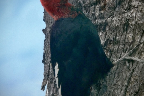 Magellanic Woodpecker