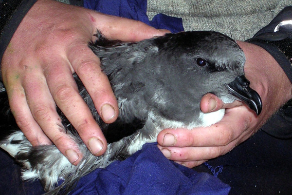 Magenta Petrel